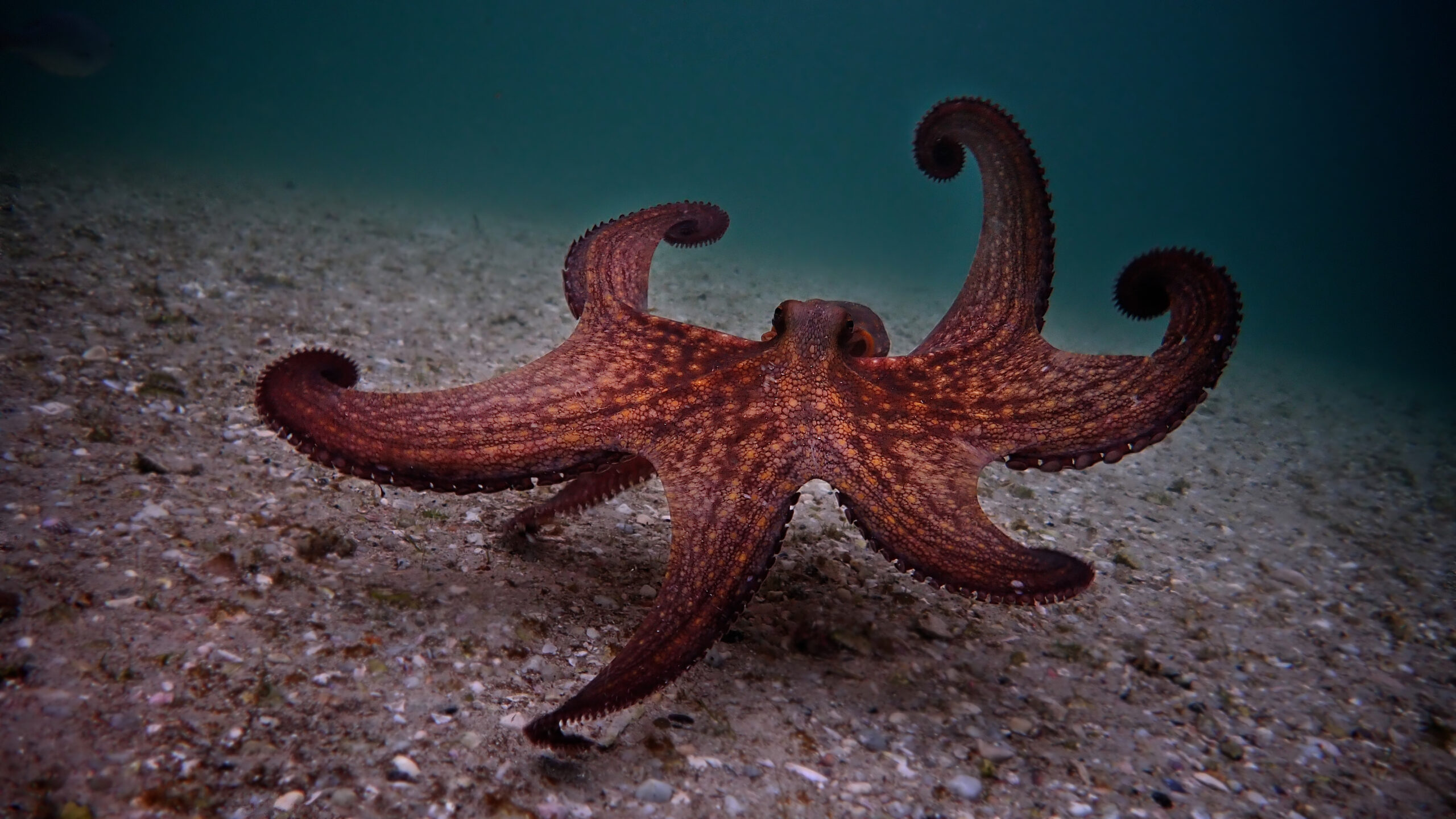 My Octopus Teacher | Tell-Tale TV My Octopus Teacher