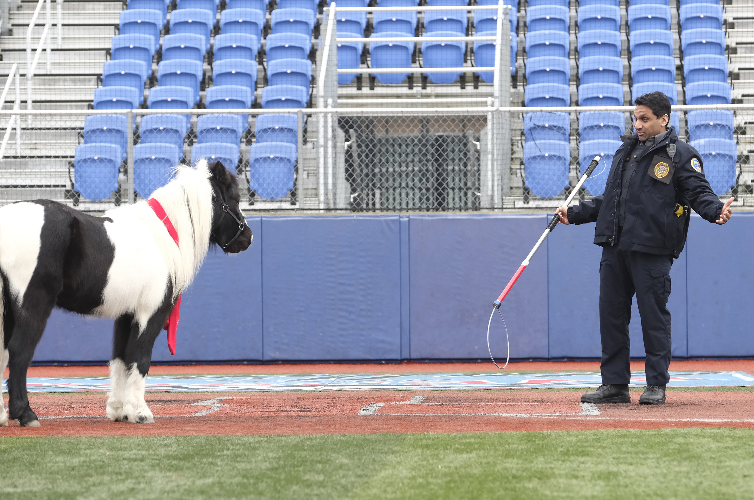 Animal Control Season 2 Episode 4, "Big Dogs and Mini Horses" -- RAVI PATEL | Tell-Tale TV Animal Control Season 2 Episode 4, "Big Dogs and Mini Horses" -- RAVI PATEL