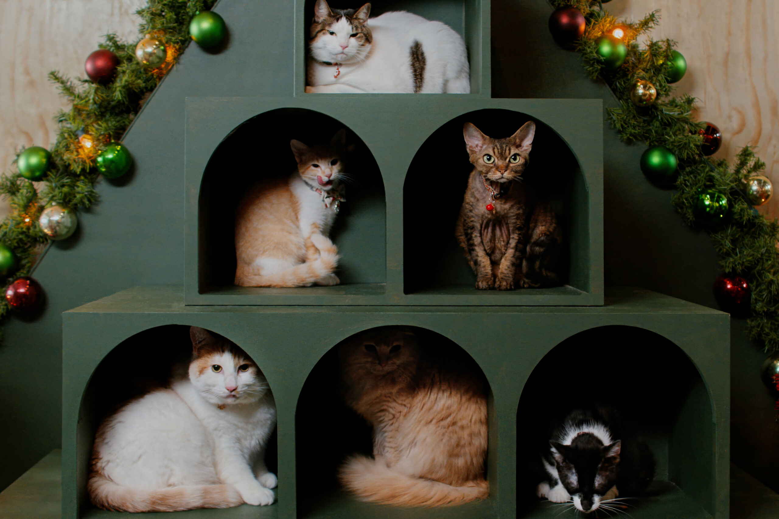 Christmas at the Catnip Cafe (Copyright: ©2025 Hallmark Media)