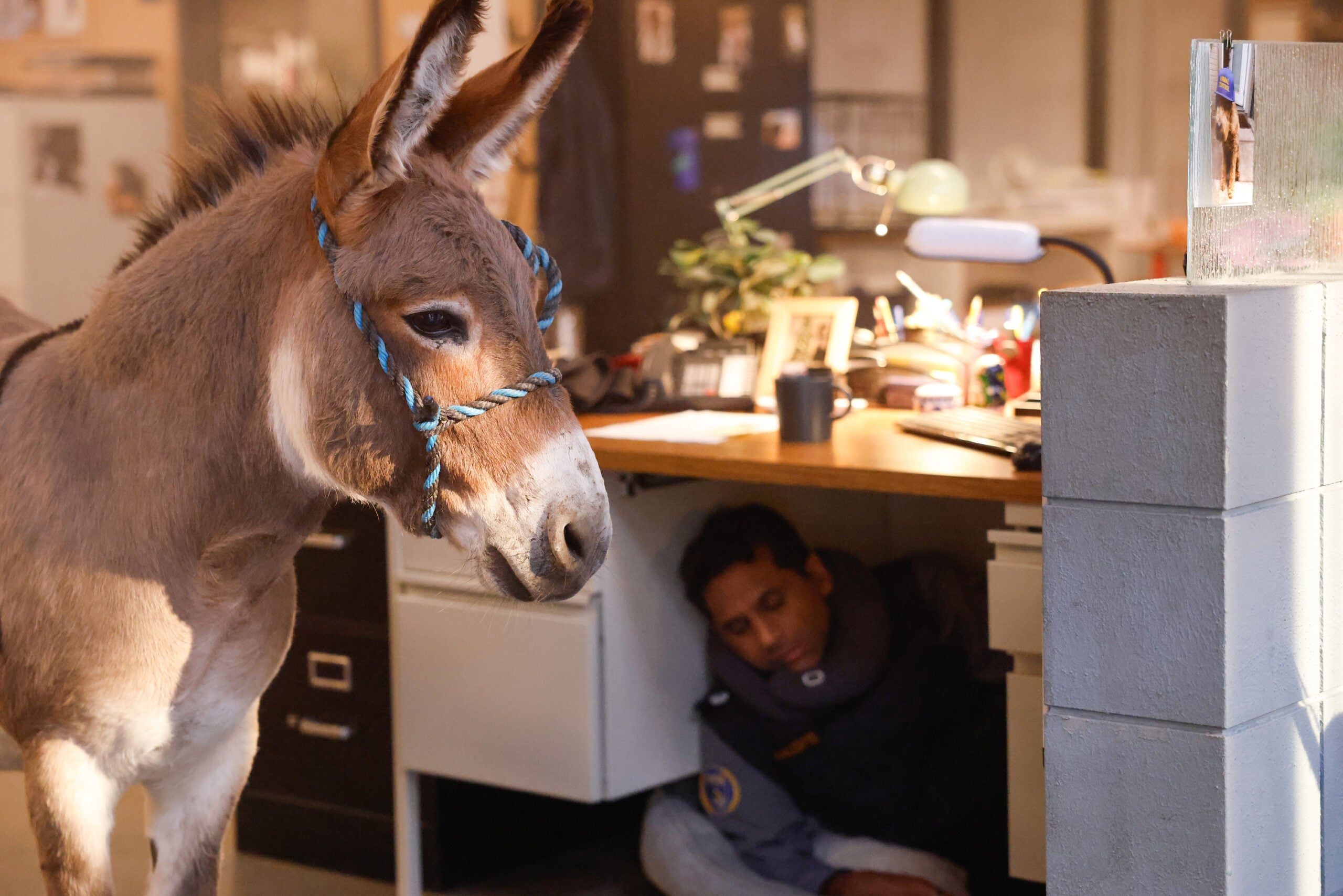 Controle de animais, temporada 4, episódio 2, 