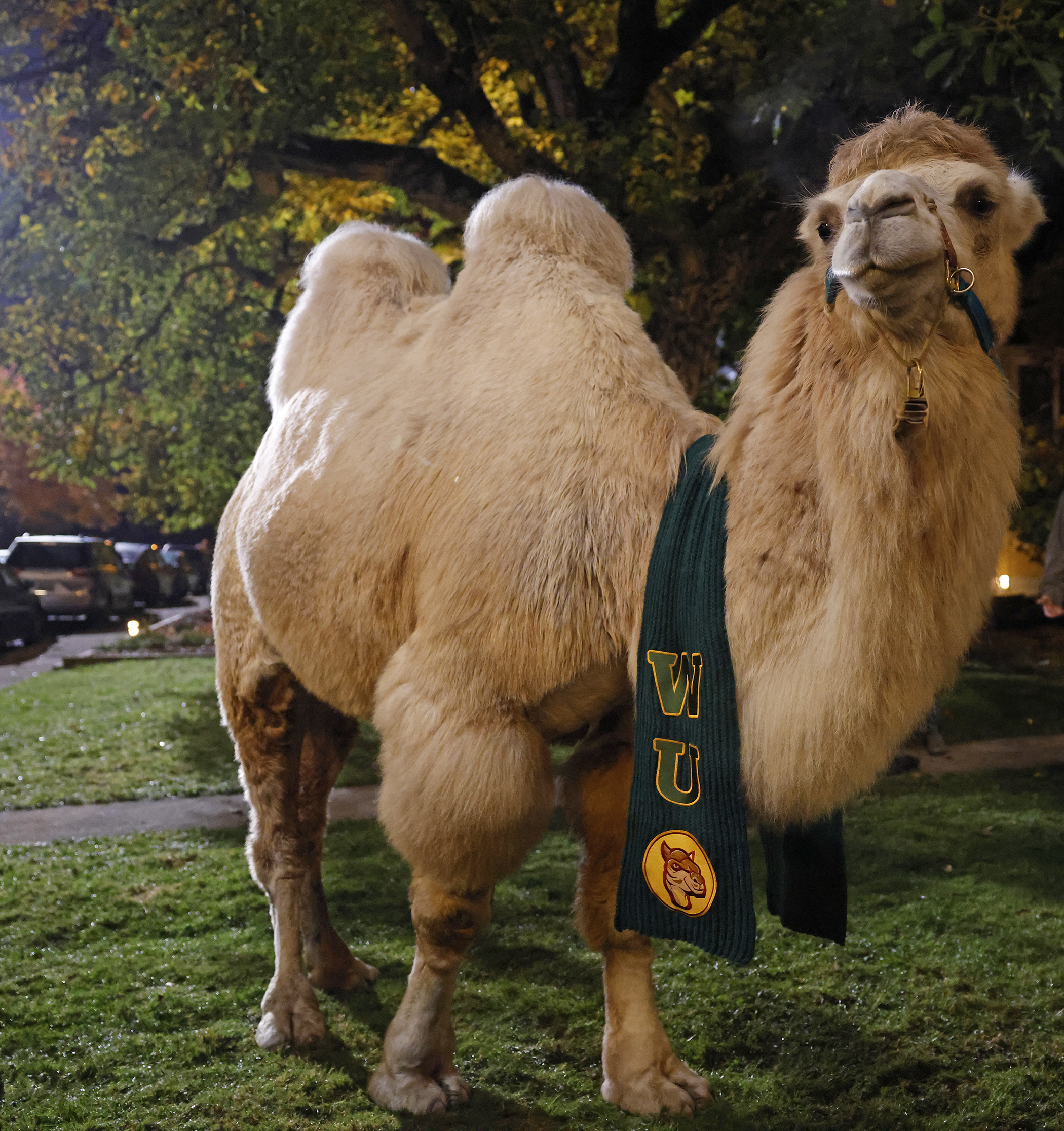 Animal Control Season 4 Episode 9, "Bats and Camels"