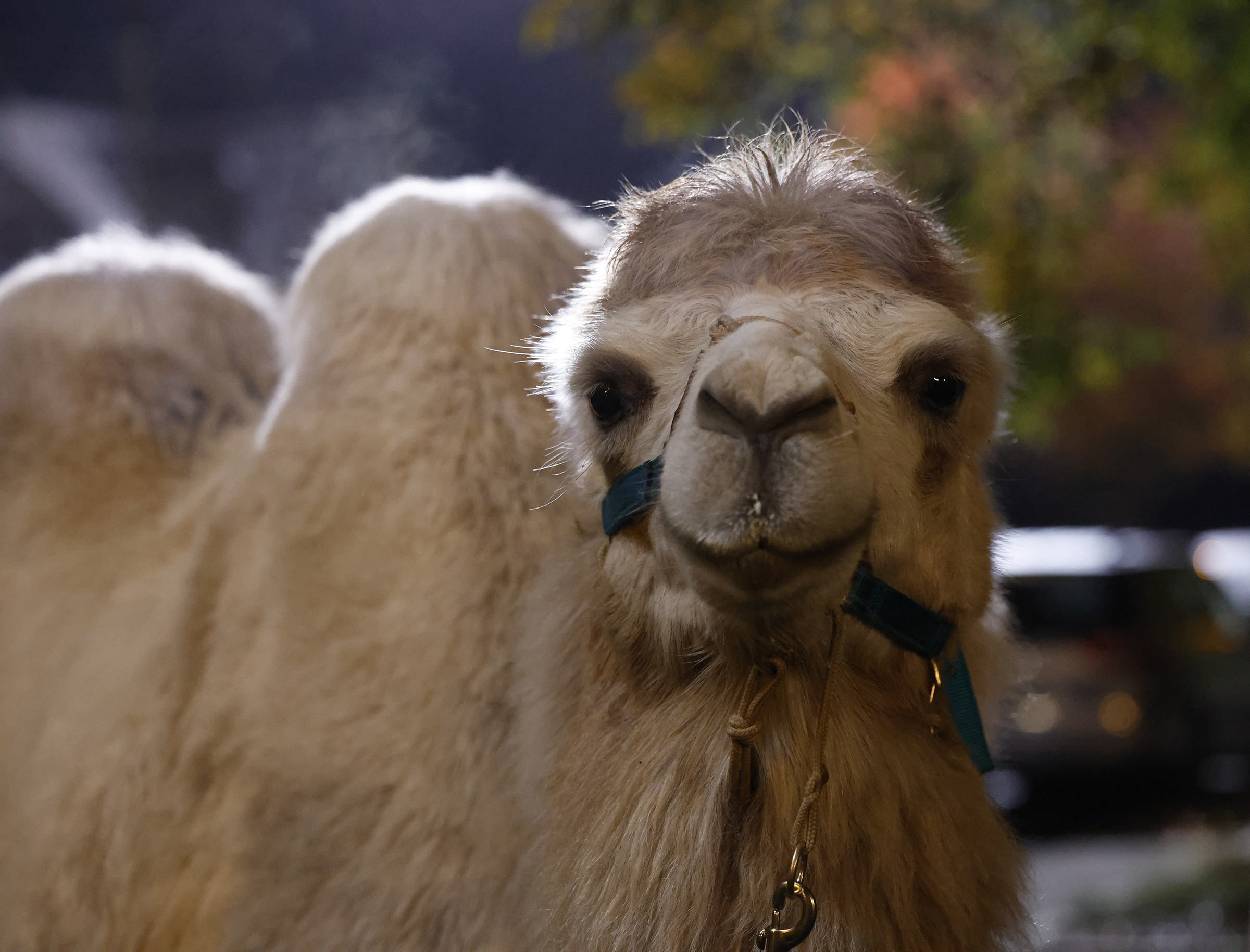 Animal Control Season 4 Episode 9, "Bats and Camels"